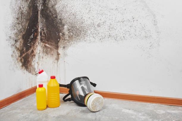 Best Mold Testing  in Crainvle, IL