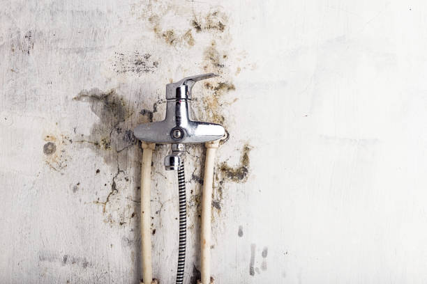 Best Best Mold Removal Companies  in Crainvle, IL