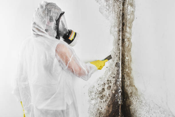 Best Toxic Mold Removal  in Crainvle, IL