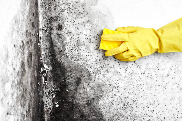 Best Mold Removal Near Me  in Crainvle, IL
