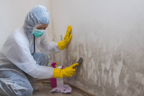 Best Same-Day Mold Removal  in Crainvle, IL