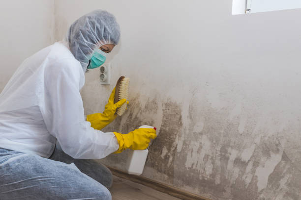 Best Certified Mold Removal  in Crainvle, IL