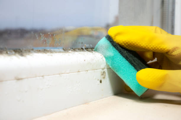 Best Black Mold Removal  in Crainvle, IL