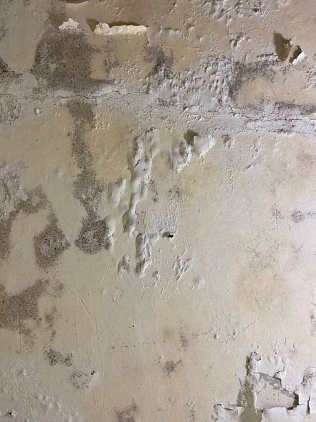 Best Mold Cleaning Services  in Crainvle, IL