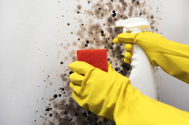 Best Mold Testing  in Crainvle, IL