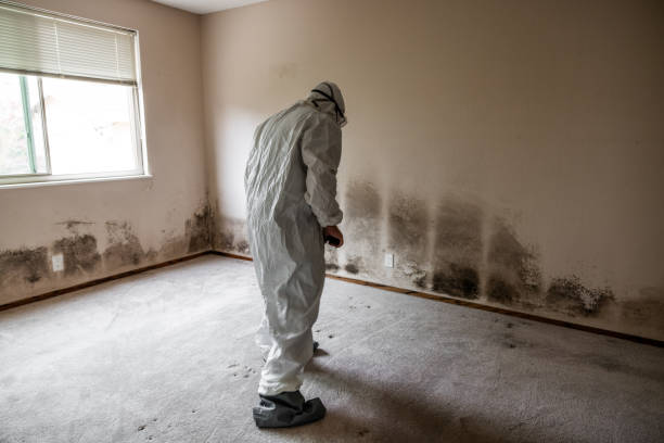 Best Mold Removal and Inspection  in Crainvle, IL