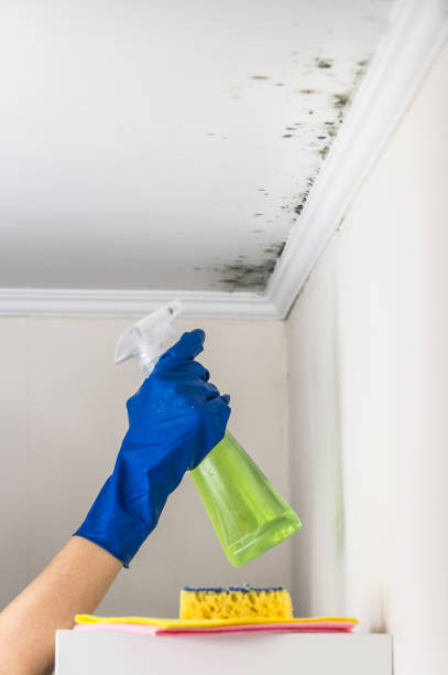 Best Water Damage Restoration  in Crainvle, IL